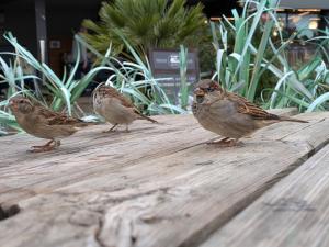 Zvířata v prázdninového areálu nebo okolí