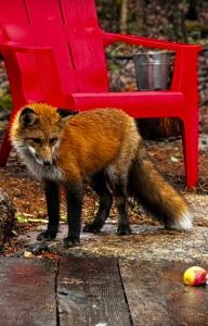 Animales en el chalet de montaña o alrededores