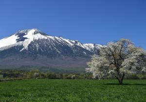 a tree in a field in front of a snow covered mountain at Art Hotel Morioka in Morioka