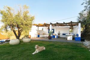 a dog laying on the grass in front of a house at Monte Frecae in Alandroal