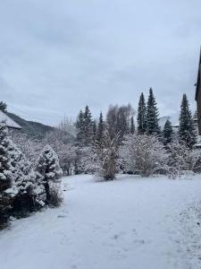 a yard covered in snow with trees and bushes at Scharnitz Chalet - gut eingerichtetes Haus in Scharnitz