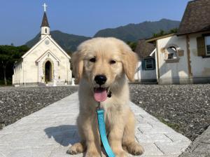 Κατοικίδιο ή κατοικίδια επισκεπτών που μένουν στο Cottage Morinokokage