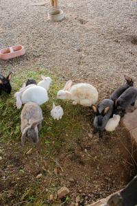 a group of animals laying in the grass at Hotel Fazenda Pé da Serra in Bom Sucesso +118 photos
