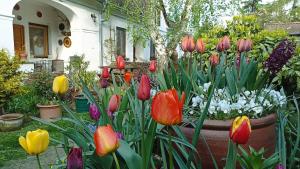 A garden outside Bozsoki Pihenő
