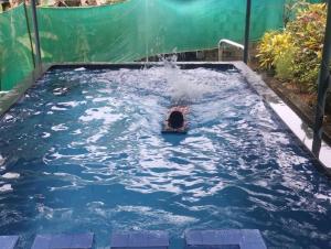 Bazén v ubytování Kuttickattil Pool Home Stay Kumarakom nebo v jeho okolí