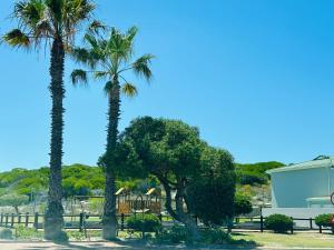 ケープタウンにあるBig Bay Beach Clubの公園内のヤシの木群