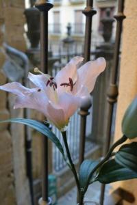 une fleur rose devant une clôture dans l'établissement Cálido y acogedor apartamento en el corazón de Puente la Reina, à Puente la Reina