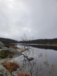 een meer met een boom in het midden bij Koselig hytte på Beito in Beitostøl