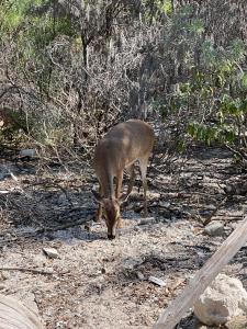 a gazelle grazing on the ground next to a fence at Star Room at Barnacle Resort in Big Pine Key