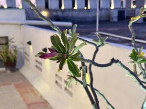 Fotografie z fotogalerie ubytování Casa Vidal Hotel v destinaci Valladolid