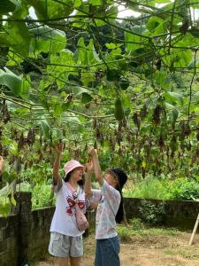 two young girls are reaching up to catch tomatoes at Y Sao Homestay in Hòa Bình