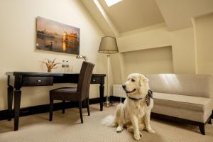 a white dog sitting in a room with a desk at Astoria Hotel in Lviv