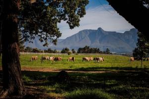 a herd of horses grazing in a field with mountains in the background at Mopama Manor in Swellendam