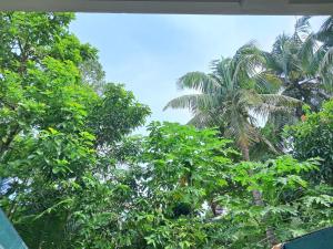a view of some trees from a window at Monara Villa in Hikkaduwa
