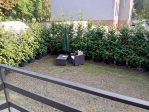 una fila di piante in vaso e un ombrello verde di Accordo WP a Świętochłowice