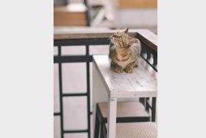 a cat sitting on top of a bench at Sleepy House Chiang Rai in Chiang Rai