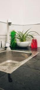 a plant in a white bowl on a table at Eco nest marakolliya in Tangalle