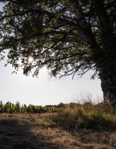 Fotografie z fotogalerie ubytování Château Caillivet au cœur d'un vignoble Bio 14 personnes v destinaci Mazères