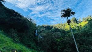 a palm tree in the middle of a jungle with a waterfall at Ella Jungle Rock in Ella