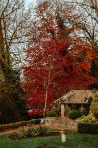 a tree with red leaves next to a house at The Swan Hotel in Bibury