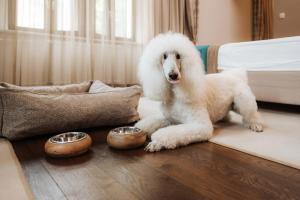 Gæludýr sem dvelur með gesti á Hotel Zagreb - Health & Beauty