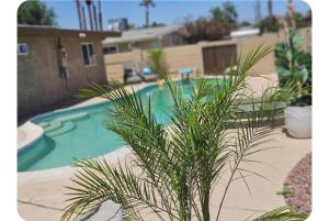 a palm tree in front of a swimming pool at Pool home in Las Vegas +4 photos