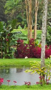 多明戈斯马丁斯Celeiro Stein的一座种有粉红色花卉和池塘的花园