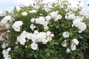 un ramo de flores blancas en un arbusto en Aroha Riccarton Bed and Breakfast, en Christchurch