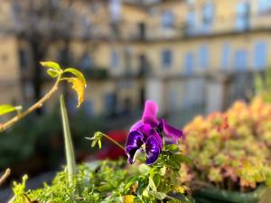 a purple flower in front of a building at LOVELYLOFT, via Meda in Milan