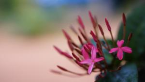 Fotografie z fotogalerie ubytování Namal Homestay Sigiriya v destinaci Sigiriya