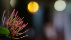 Fotografie z fotogalerie ubytování Namal Homestay Sigiriya v destinaci Sigiriya
