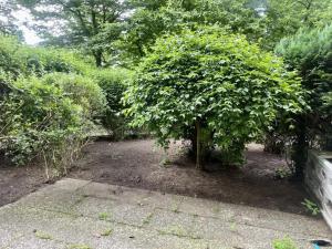 a small tree in the middle of a garden at Kleine Oase am Mittellandkanal in Hannover