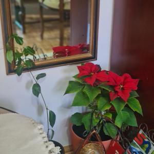 Foto de la galeria de Apartman EXKLUZIV a Čačak