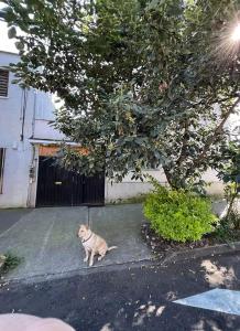 a dog sitting on the ground under a tree at Flamingo 38 en SúperAnfitrión Coyoacán in Mexico City