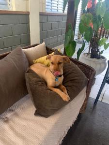 ペルイベにあるPousada Recanto dos Pássarosの枕に寝かせた犬
