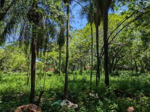 Zahrada ubytování Un Oasis Natural a Minutos de Asunción