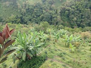 an aerial view of a forest of banana trees at El eden in Manizales +5 photos