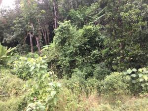 Φυσικό τοπίο κοντά σε αυτή η βίλα