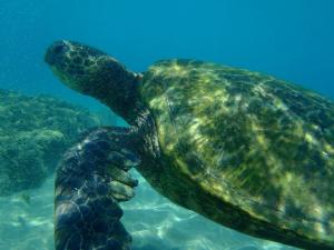 a green sea turtle swimming in the water at Kuleana Club #510 - Ocean View -1 bedroom & 1 bathroom - 2nd Floor in Kahana