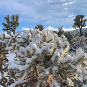 The Joshua Tree House pozimi