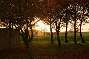 a group of trees in a field at sunset at Vallum Cabins in Newcastle upon Tyne
