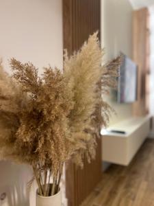 Fotografie z fotogalerie ubytování IL PRIMO Studio Apartment v destinaci Kragujevac