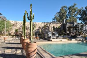 a group of cactus in vases next to a swimming pool at Maison Sidi et Lalla in Essaouira