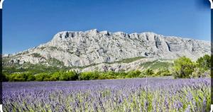 a field of purple flowers in front of a mountain at Le Clos d'Aix studio 102 parking in Aix-en-Provence