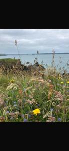 a field of flowers with the ocean in the background at Farmhouse Apartment in Pembrokeshire
