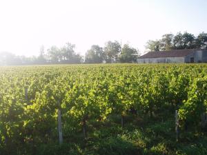 a field of vines with a barn in the background at Chateau de la Vieille Chapelle in Lugon et l’Ile du Carney