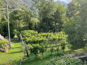 Zahrada ubytování Rustico Amorini by Fewotessin