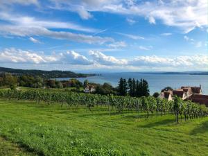a row of vines in a field next to the water at Ferienwohnung Meersburg 30m vom Bodensee in Meersburg