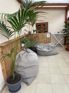 a room with two large potted plants on the floor at Little House Green Relax in Civitavecchia