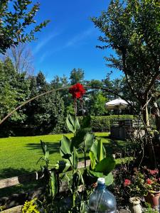 a red rose in a garden with a yard at casa nonna Rica in Calcio